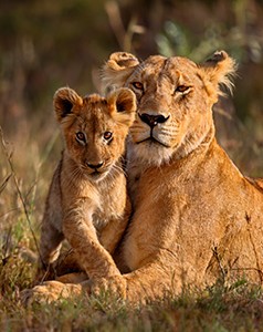 kenya - Safarimoons