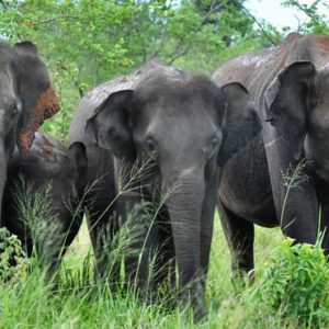 Sri Lanka Honeymoon Packages Grand Udawalawe Safari Resort Elephants