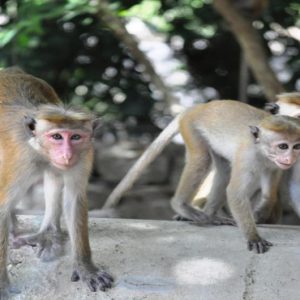 Sri Lanka Honeymoon Packages Grand Udawalawe Safari Resort Monkeys