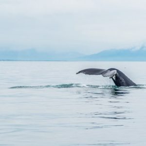 Whale Watching Hotel Grand Reykjavik Iceland Honeymoons