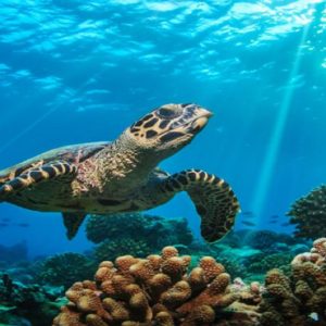 Maldives Honeymoon Packages Baglioni Maldives Resorts Turtle In Sea