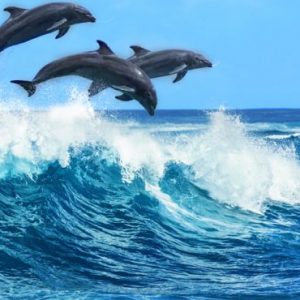 Maldives Honeymoon Packages Baglioni Maldives Resorts Dolphin Tour