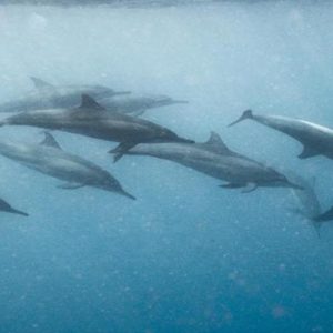 Maldives Honeymoon Packages Hard Rock Hotel Maldives Dolphins Watching
