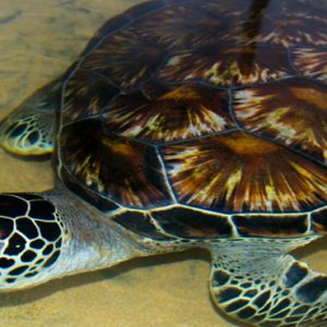 Turtle Hatchery The Fortress Resort & Spa Sri Lanka Honeymoons