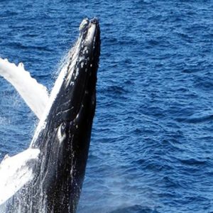 Whale Watching The Fortress Resort & Spa Sri Lanka Honeymoons