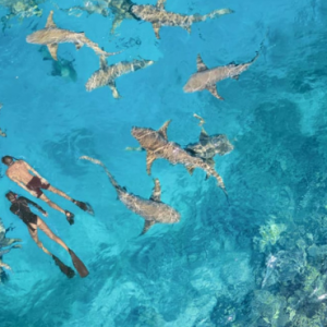 Anantara Veli Maldives Resort Maldives Honeymoon Packages Swimming With Marine Life
