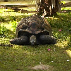 Hilton Seychelles Labriz Resort & Spa - Luxury Seychelles Honeymoon Packages - Tortoise