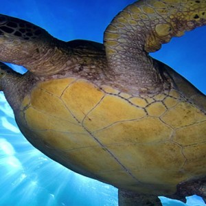 Hilton Seychelles Labriz Resort & Spa - Luxury Seychelles Honeymoon Packages - marine life
