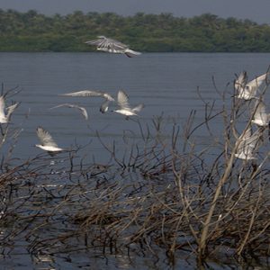 Sri Lanka Honeymoon Packages Jetwing Sea Birding Trails