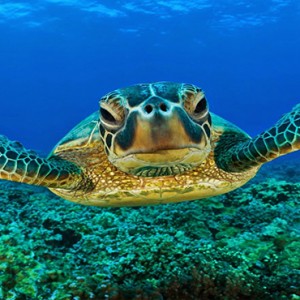 Constance Lemuria - Luxury Seychelles Honeymoon Packages - Sea turtle