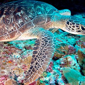 Turtle In Water The Residence Maldives At Falhumaafushi Maldives Honeymoons