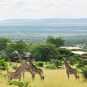 honeymoons in Africa