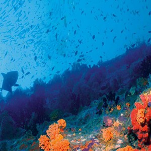 Constance Le Prince Maurice - Luxury Mauritius Honeymoon Package - diving