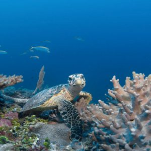 Maldives Honeymoon Packages Six Senses Laamu Turtle In Sea