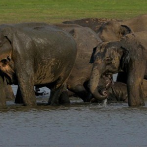 Cinnamon Lodge Habarana - Luxury Sri Lanka Honeymoon Package - elephants