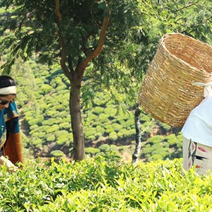 Herritance Tea Factory - Sri Lanka Honeymoon - tea picking