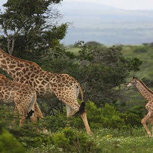 Kariega Game Reserve - Luxury South Africa Honeymoon Packages - Giraffes