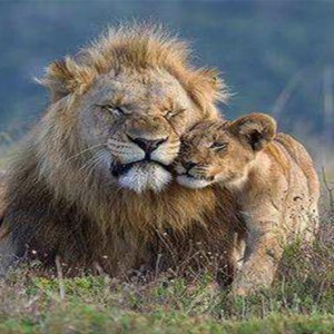 Kariega Game Reserve - Luxury South Africa Honeymoon Packages - lion and cub