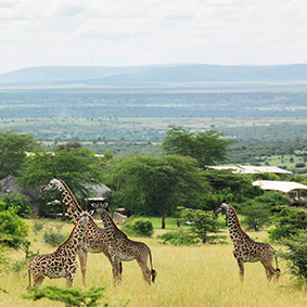 Kenya-Safari-thumbnail