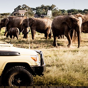 Segera Retreat - Kenya safari honeymoon - elephant