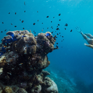 Ayada Maldives Maldives Honeymoon Packages Snorkelling