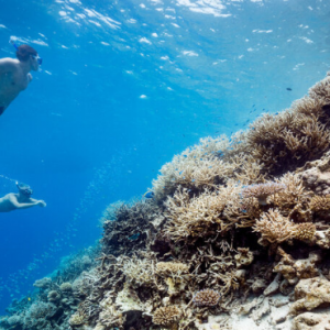 Ayada Maldives Maldives Honeymoon Packages Snorkelling2