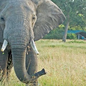 South Africa Honeymoon Packages Governors Camp, Kenya Elephant In Safari