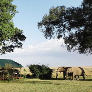 South Africa Honeymoon Packages Governors Camp, Kenya Elephants Come To Bar