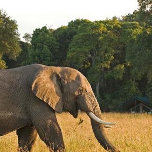 South Africa Honeymoon Packages Governors Camp, Kenya Elephants In Safari1