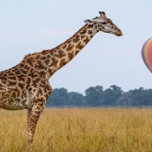 South Africa Honeymoon Packages Governors Camp, Kenya Giraffe Hot Air Balloon