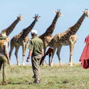 South Africa Honeymoon Packages Governors Camp, Kenya Giraffes