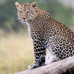 South Africa Honeymoon Packages Governors Camp, Kenya Leopard