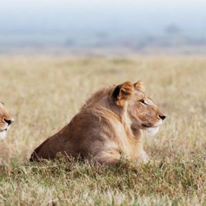 South Africa Honeymoon Packages Governors Camp, Kenya Lions