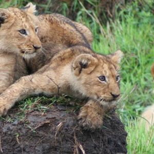 South Africa Honeymoon Packages Governors Camp, Kenya Tigers