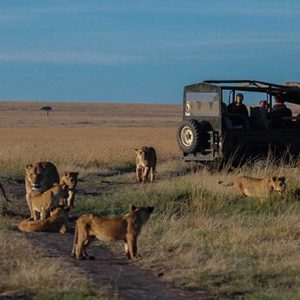 South Africa Honeymoon Packages Governors Camp, Kenya Tigers In Safari Game Drive