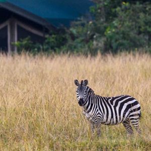 South Africa Honeymoon Packages Governors Camp, Kenya Zebras In Safari