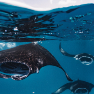 Dusit Thani Maldives Maldives Honeymoon Packages Marine Life