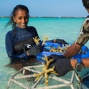 Maldives Honeymoon Packages Kurumba Maldives Coral Planting