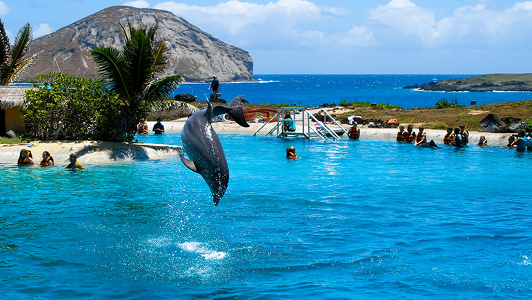 Top Places to Swim with Dolphins - Hawaii