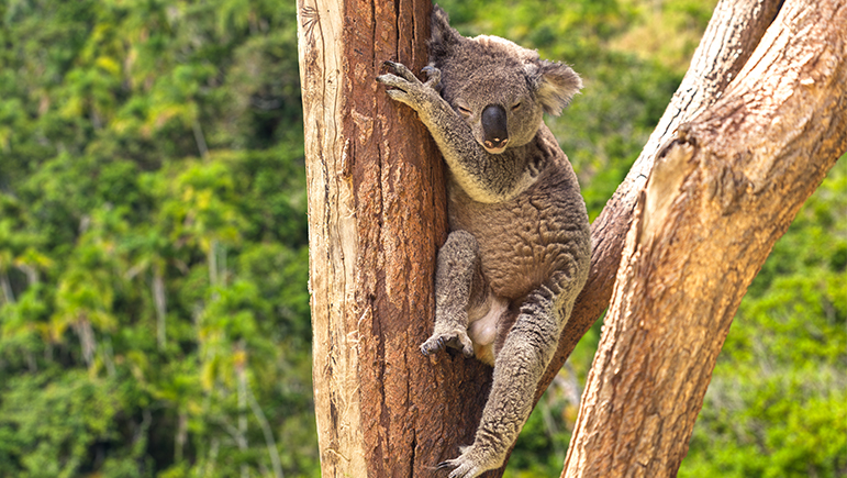 The Best Animal Sanctuaries to visit on your Honeymoon - Australia