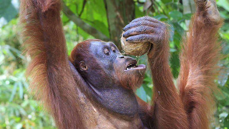The Best Animal Sanctuaries to visit on your Honeymoon - Borneo