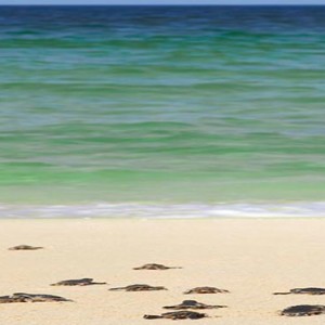 Oman Honeymoon Packages Al Waha At Shangri La Barr Al Jissah Resort And Spa Turtle Hatchings