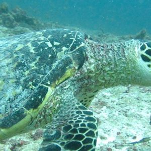 Maldives Honeymoon Packages Medhufushi Island Resort Underwater Marine Life1