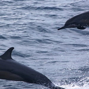 NH Collection Maldives Havodda Resort Maldives Honeymoon Packages Dolphin Safari