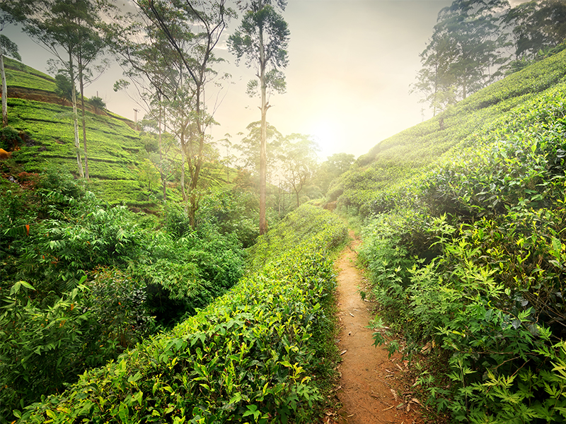 Nuwara Eliya Best Things To Do In Sri Lanka