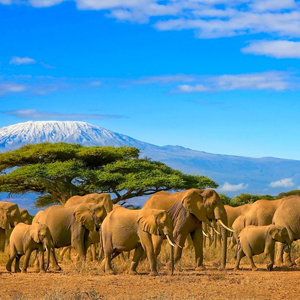 Kenya Honeymoon Packages When To Go On Honeymoon In Kenya