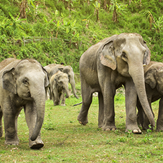 Elephant Sanctuary Tour thumbnail