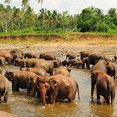 Phuket Half-Day Safari - Thumbnail