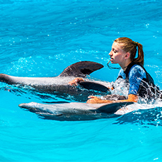 Swim with Dolphins thumbnail
