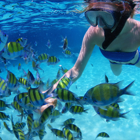 Thumbnail Snorkelling In Barbados Barbados Honeymoons